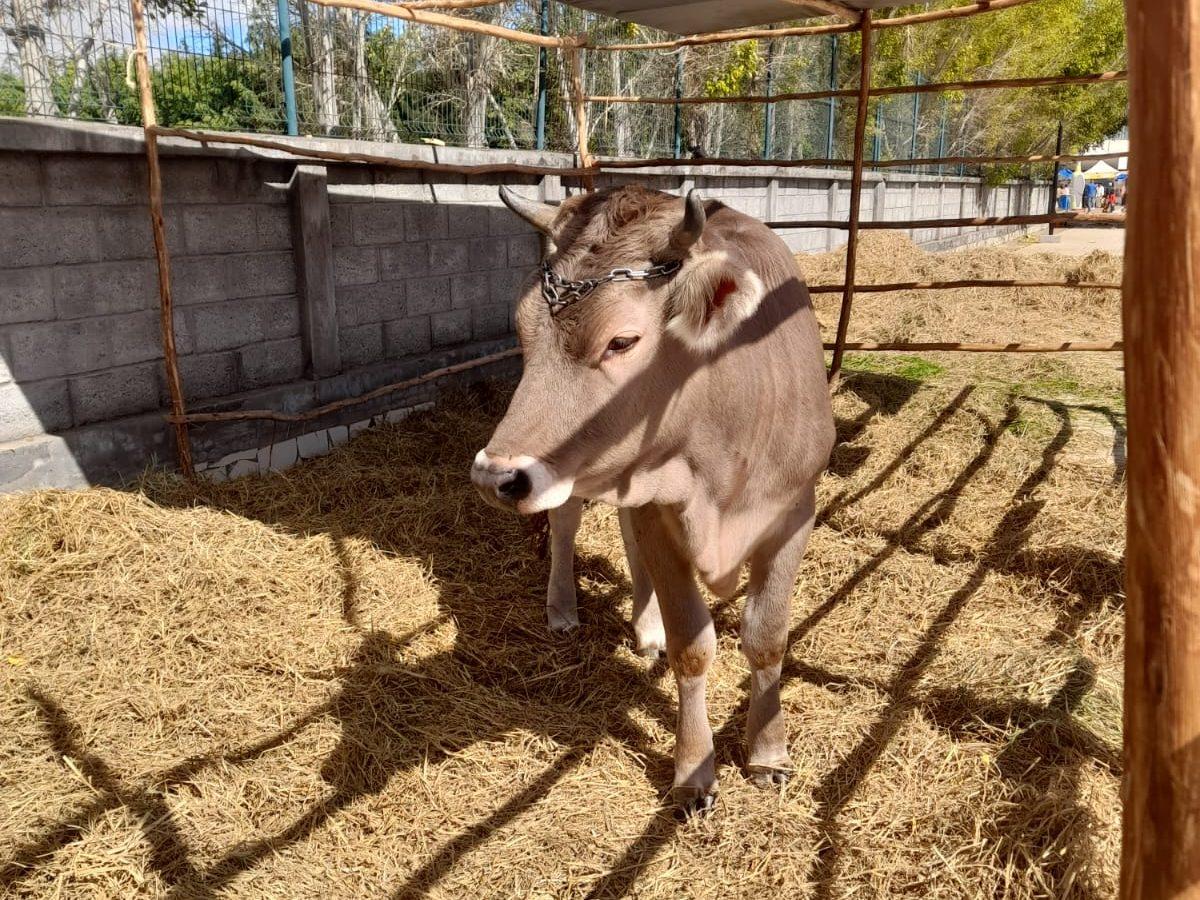 HEIDI MILKA grandit – la Brune d’origine s’installe à Madagascar Vorschaubild: News