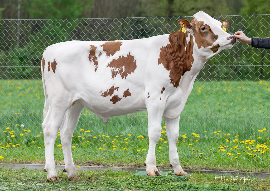 ASSYRO: el toro joven Red Holstein con un pedigrí imponente JBT ASSYRO es un toro joven Red Holstein con un pedigrí destacado de la línea de King Doc ARROW. Ofrece + 1389 kg de leche, buenos contenidos, excelentes índices de ubre (121) y extremidades (125) y kappa-caseína BB, combinando rendimiento y fiabilidad genética.